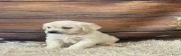 Golden Retriever dogs for sale: KC Reg Golden Retriever  - Advert 4