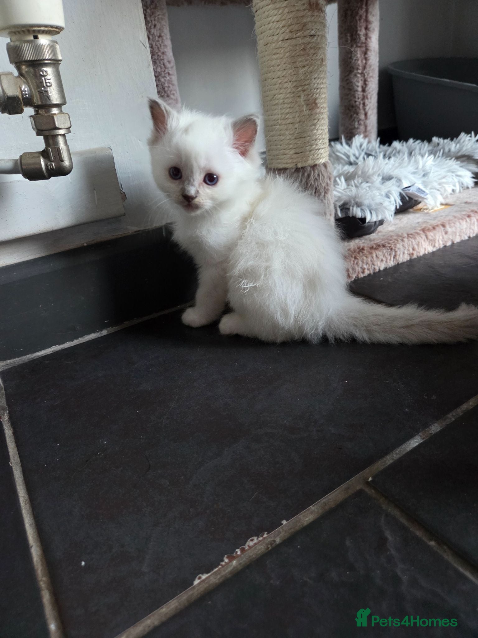 Ragdoll cats 4 Beautiful chunky ragdolls for sale £750 - Advert 17