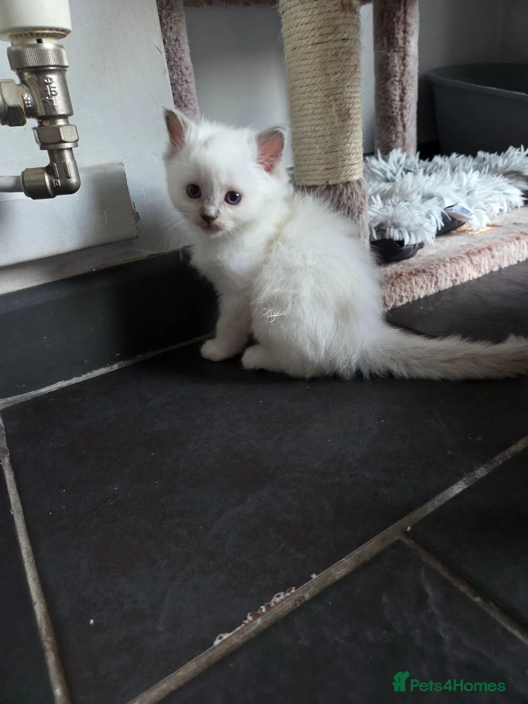 Ragdoll cats for sale:  chunky ragdolls for sale now reduced £550 - Advert 1