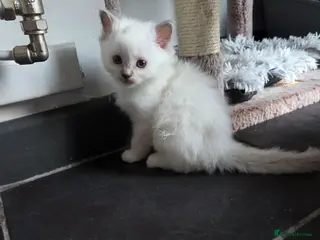 Ragdoll cats 4 Beautiful chunky ragdolls for sale £750 - Advert 17