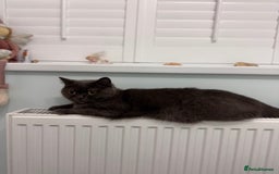 Scottish Fold cats for sale: Scottish straight cats - Advert 2