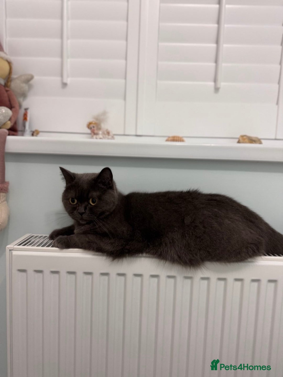 Scottish Fold cats for sale: Scottish straight cats - Advert 2