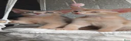 Abyssinian cats for sale: Beautiful Abyssinian Kittens  - Advert 10