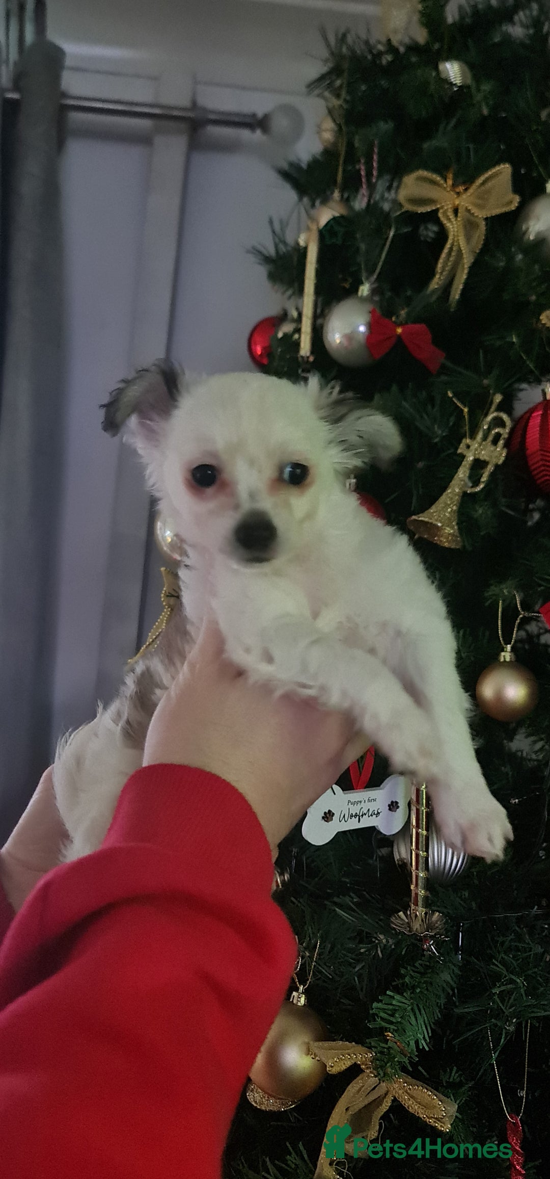 Chihuahua dogs for sale: Chihuahua for sale  - Advert 19