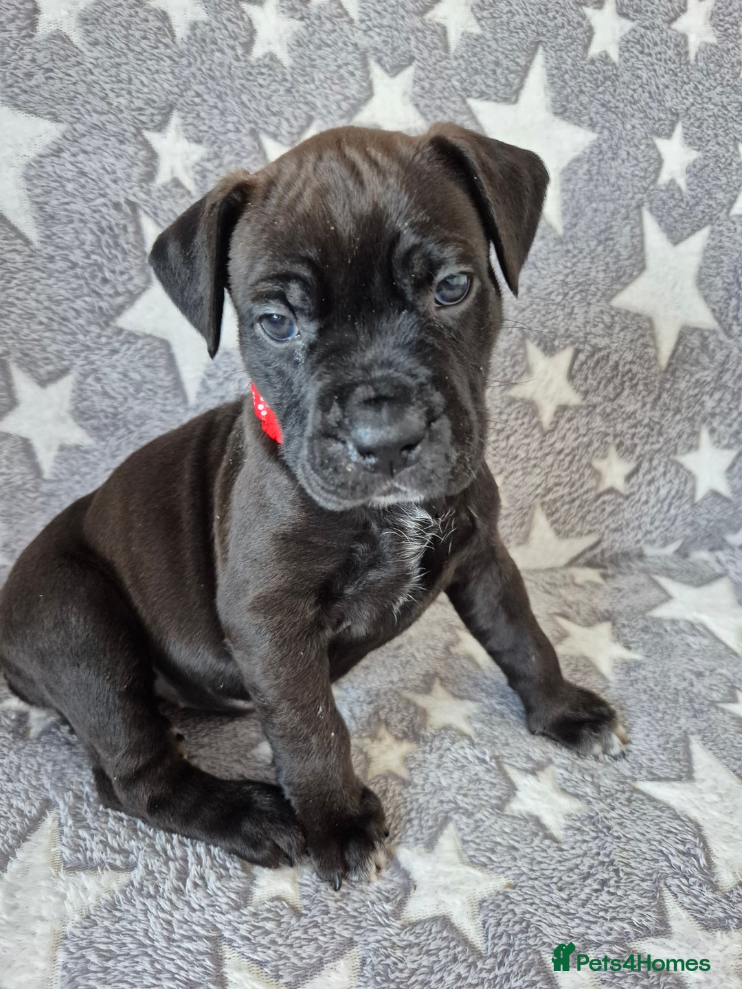 Mixed Breed dogs for sale: Bullmastiff x puppies 🐶  - Advert 11