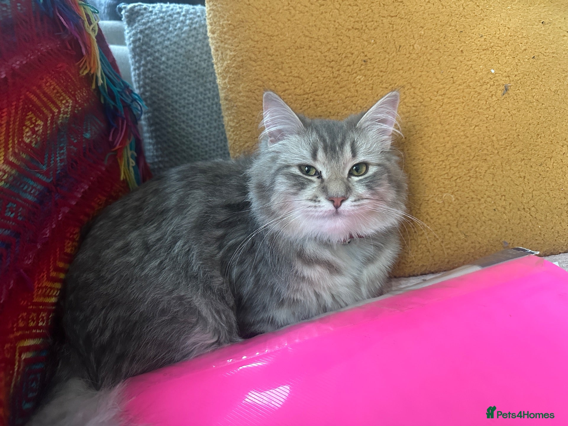 Mixed Breed cats Princess Luna - Advert 2