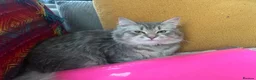 Mixed Breed cats for sale: Princess Luna in Saint Leonards-on-sea - Advert 1
