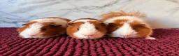 Guinea Pig rodents for sale: A Sweet Trio of Boys 🩵🩵 - Advert 2