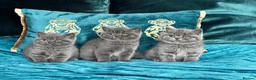 British Shorthair cats for sale: BSH🇬🇧👑🇬🇧💙British Shorthair😻💙 Gccf chunky  - Advert 4