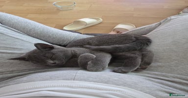Scottish Fold cats - Advert 13