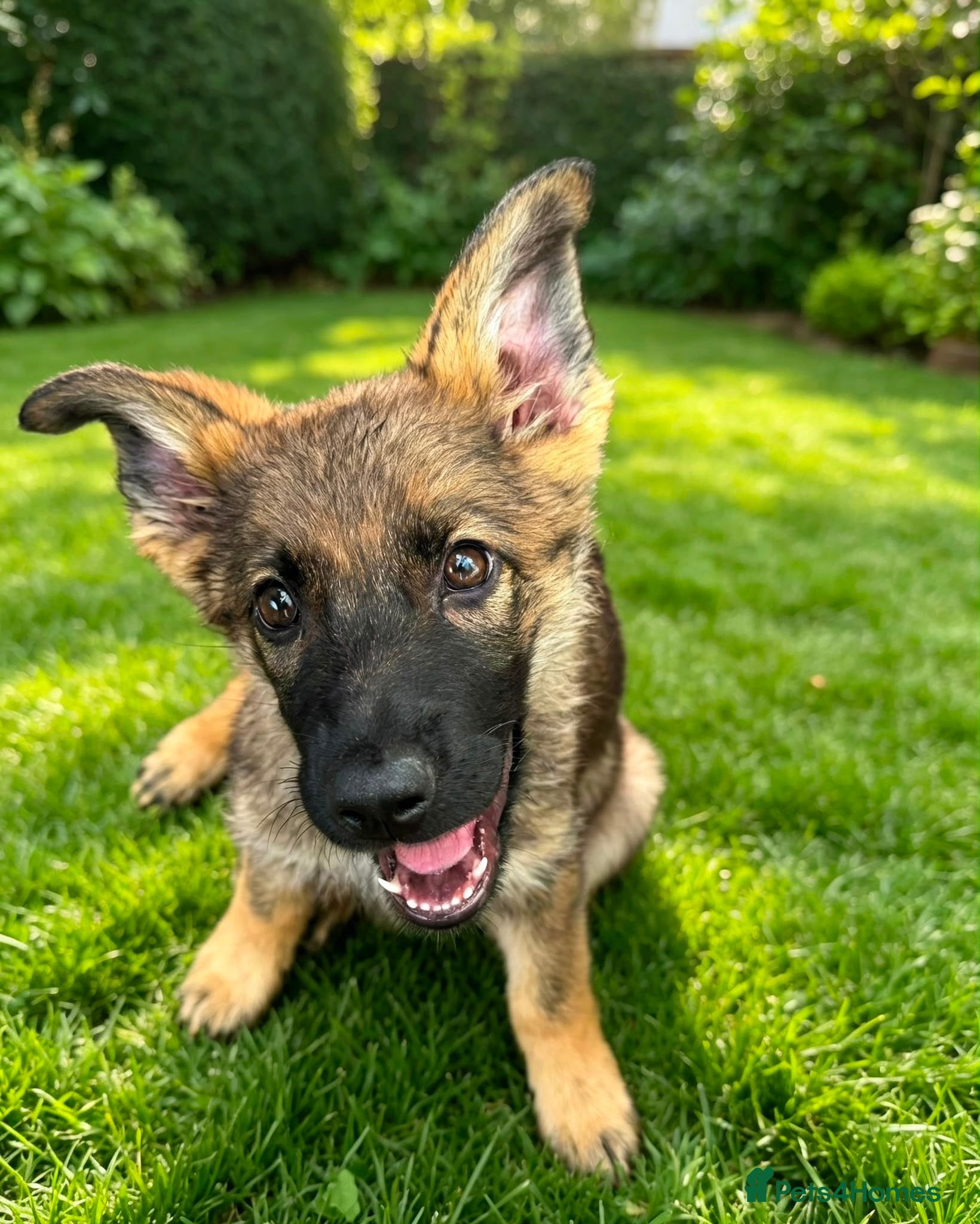German Shepherd dogs Working Line Gsd pups - Advert 8