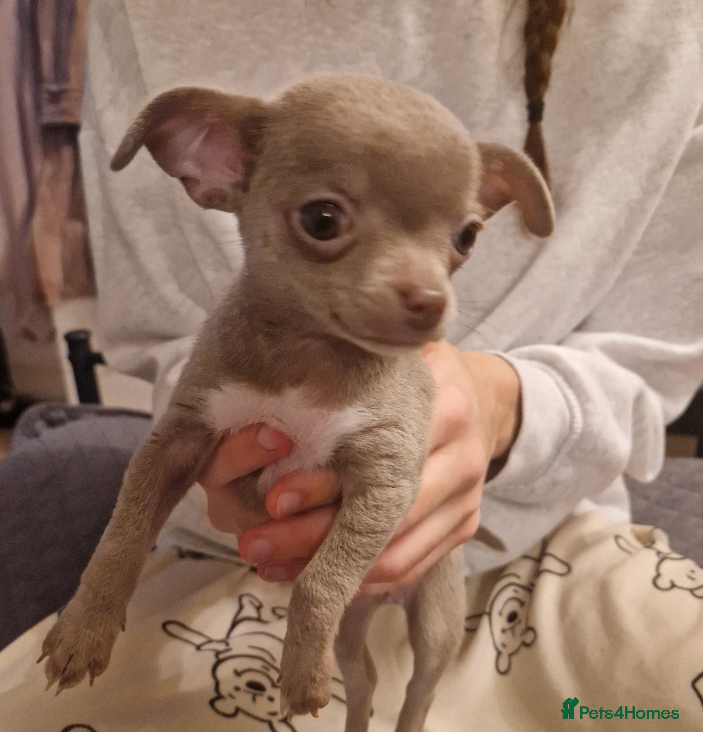Chihuahua dogs Ready 18.12.2025. Chihuahua Female Puppy For Sale  - Advert 1