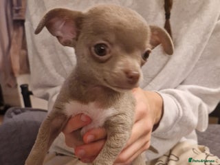 Chihuahua dogs Ready 18.12.2025. Chihuahua Female Puppy For Sale - Advert 2