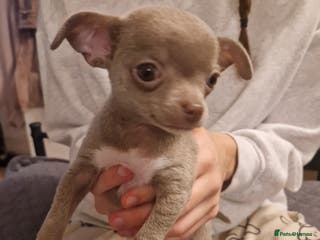 Chihuahua dogs Ready Now. Chihuahua Female Puppy For Sale - Advert 5