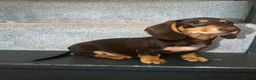 Miniature Dachshund dogs for sale: Beautiful Chocolate & Cream Miniature Dachshund - Advert 3