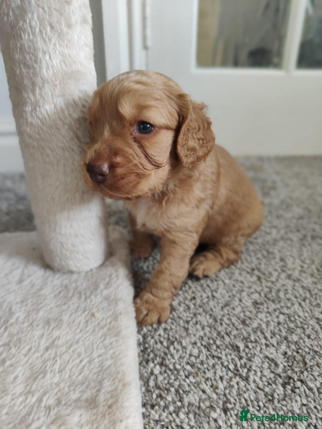 Cockapoo dogs for sale: Stunning F2 Cockapoo puppies - Image 8