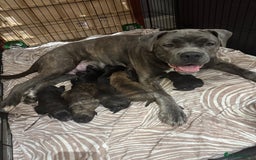 Cane Corso dogs for sale: Chunky Cane Corso Cross Pups – Ready Next Week! - Image 30