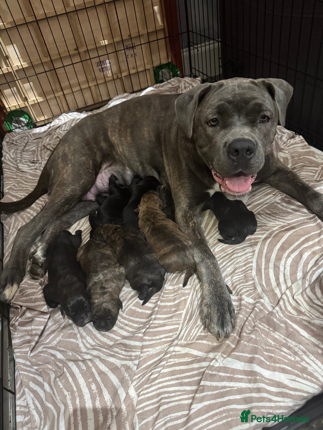Cane Corso dogs for sale: Chunky Cane Corso Cross Pups – Ready Next Week! - Image 30