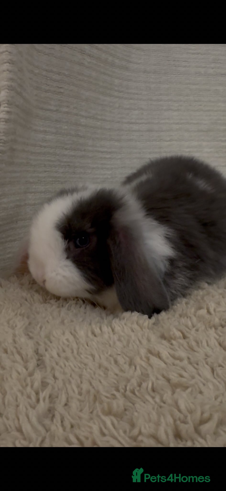 Mini Lop rabbits  New litter of mini lops just added  - Advert 20