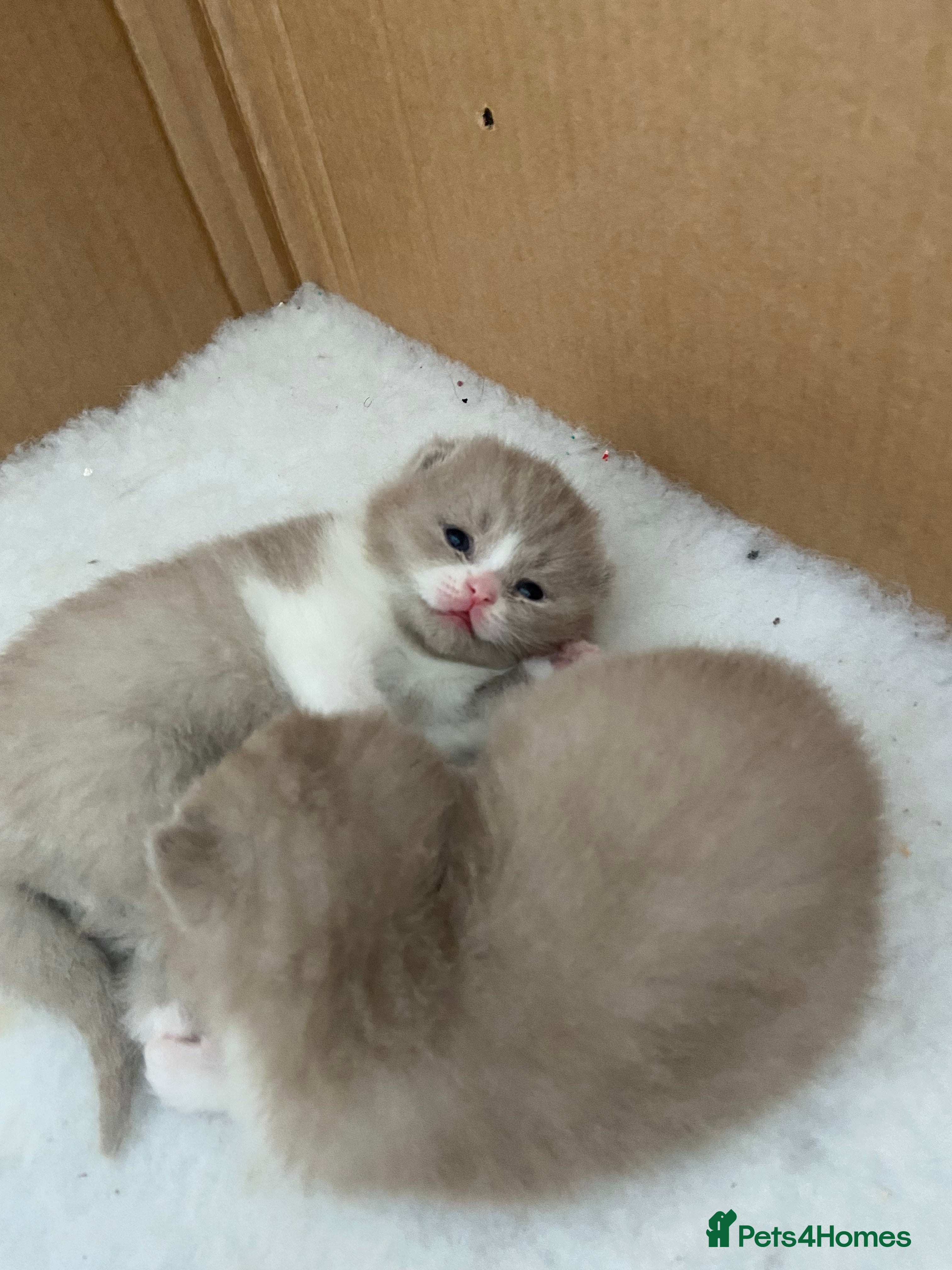 British Shorthair cats Fantastic Pedigree Lilac BSH Kiitens - Advert 7