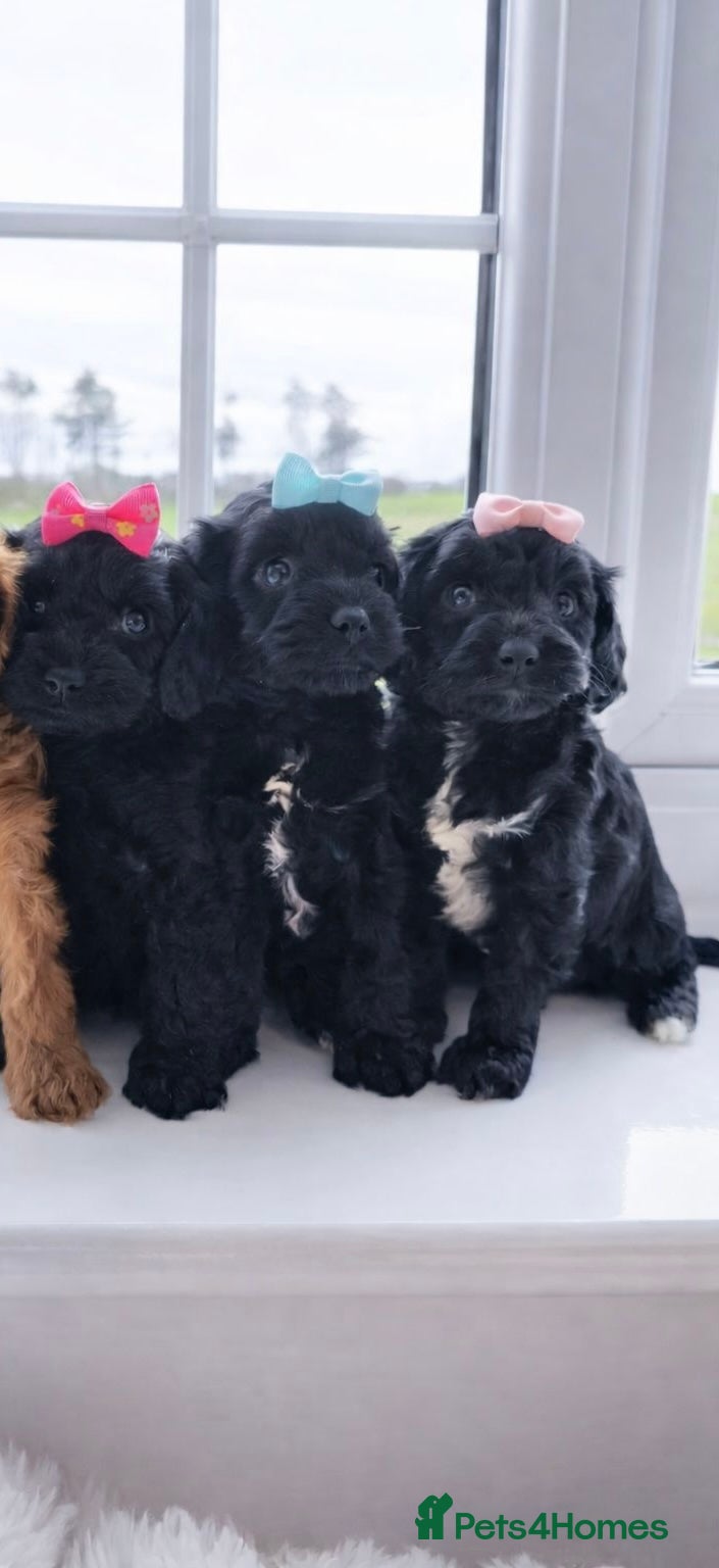 Cavapoo dogs A Tiny Tiny bunch of love 🧸❤️❤️❤️ - Advert 5