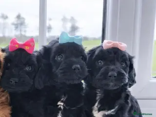 Cavapoo dogs A Tiny Tiny bunch of love 🧸❤️❤️❤️ - Advert 5
