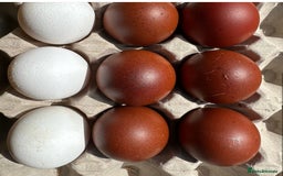 Chickens poultry for sale: Splash Marans Pure Breeds - Dark Brown Eggs - Image 7