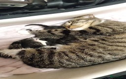 Mixed Breed cats for sale: Tabby/ Moggy kittens  - Advert 1