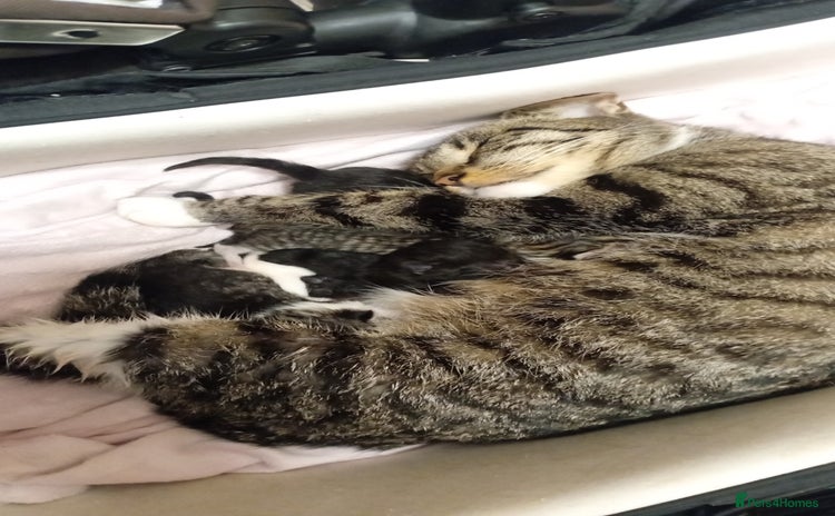 Mixed Breed cats Tabby/ Moggy kittens  - Advert 1