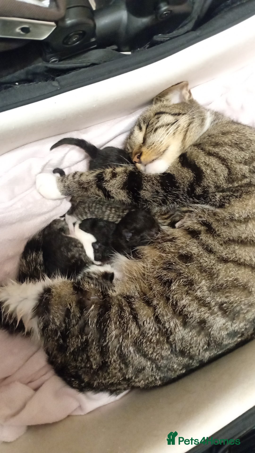 Mixed Breed cats for sale: Tabby/ Moggy kittens  - Advert 1