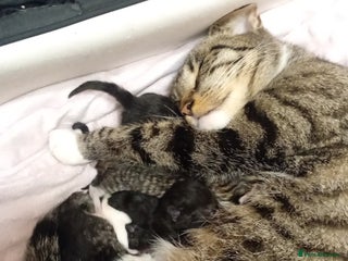 Mixed Breed cats for sale: Tabby/ Moggy kittens - Advert 1