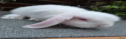 Mini Lop rabbits for sale: Mini lop - Advert 2