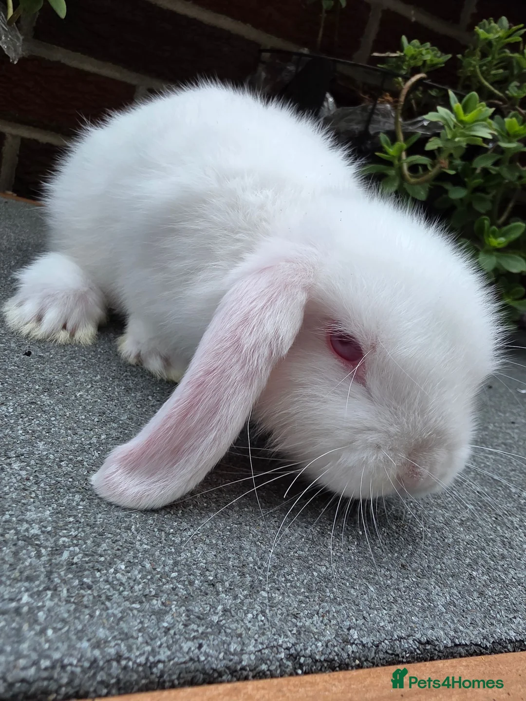 Mini Lop rabbits for sale: Mini lop - Advert 2