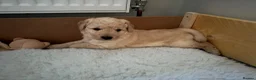Goldendoodle dogs for sale: Goldendoodle puppies - Advert 11