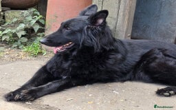 German Shepherd dogs for sale: German Shepherd Puppies Ready to View Homebred - Image 3