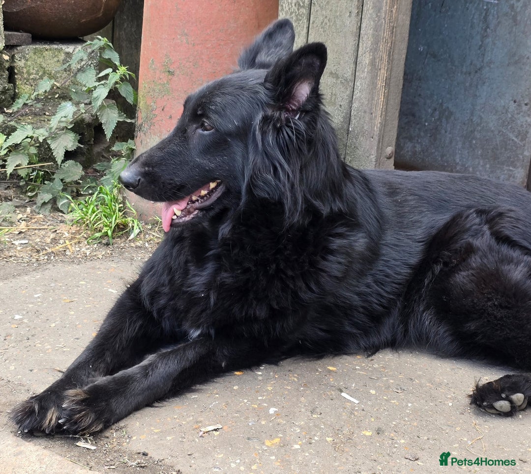 German Shepherd dogs for sale: German Shepherd Puppies Ready to View Homebred - Image 3