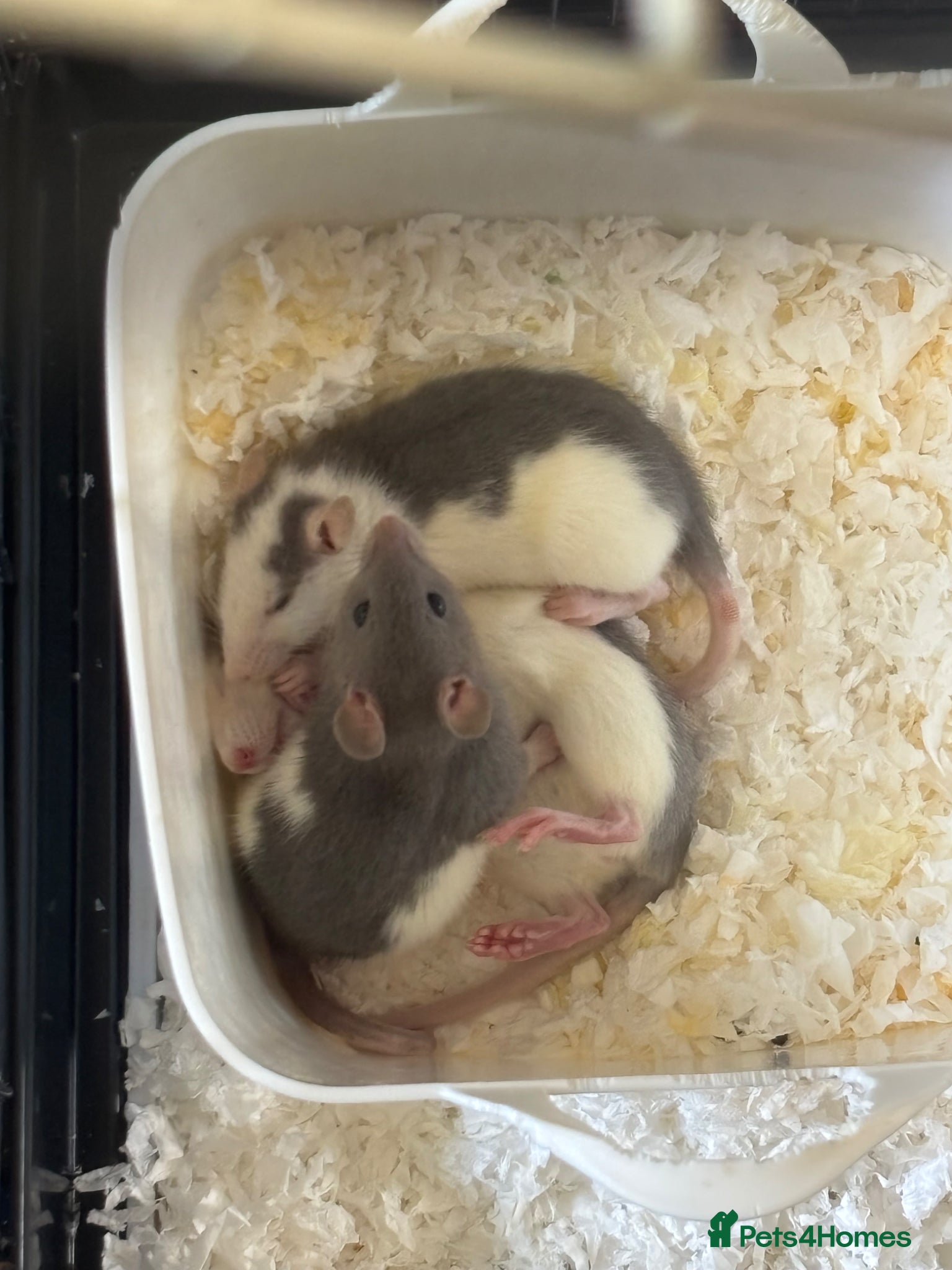 Rat rodents for sale: 3 female baby rats in Plymouth - Advert 2