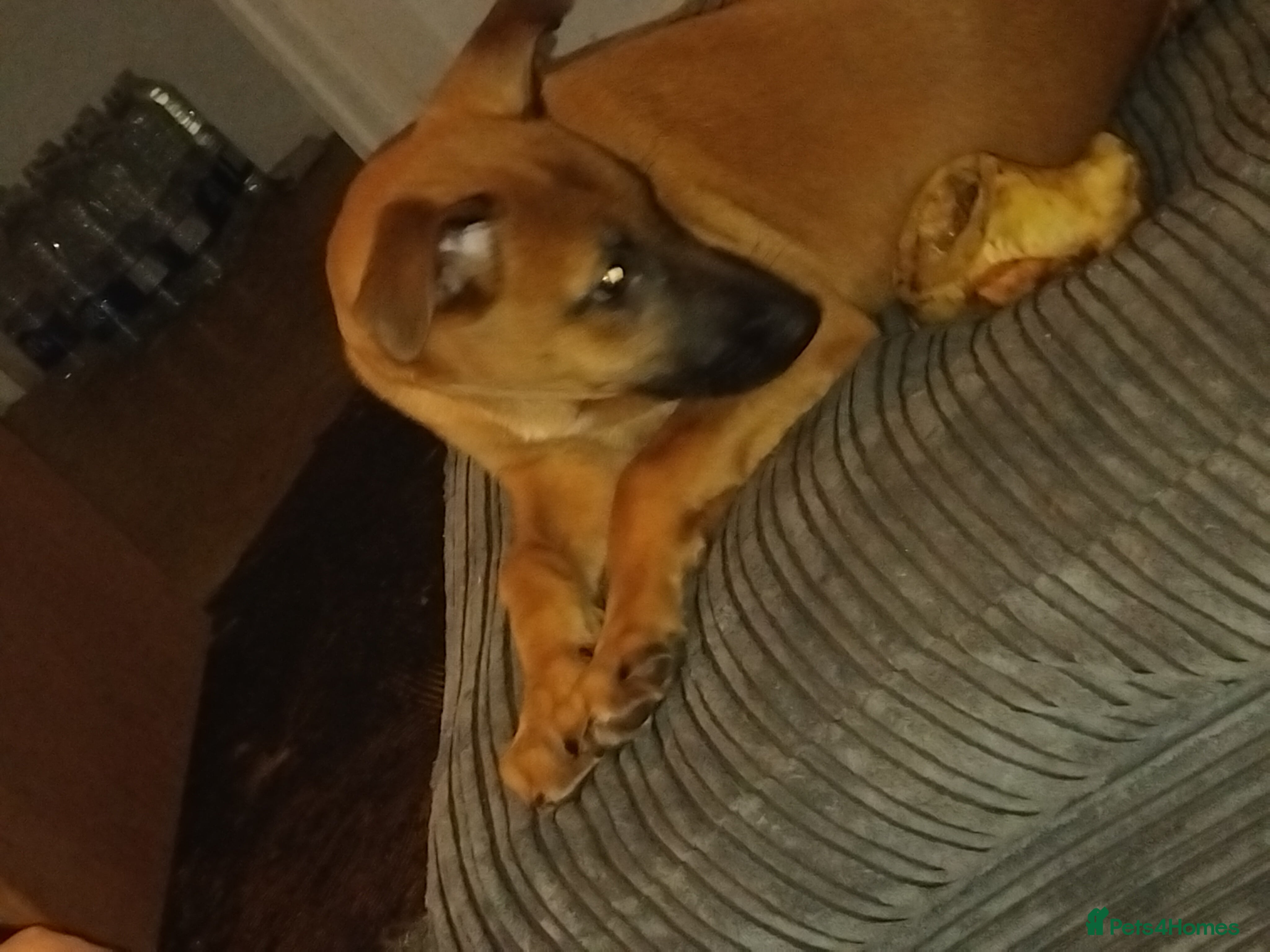 Mixed Breed dogs Belgium malinoise / lurcher - Advert 1