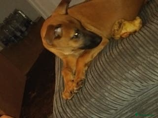 Mixed Breed dogs Belgium malinoise / lurcher - Advert 9