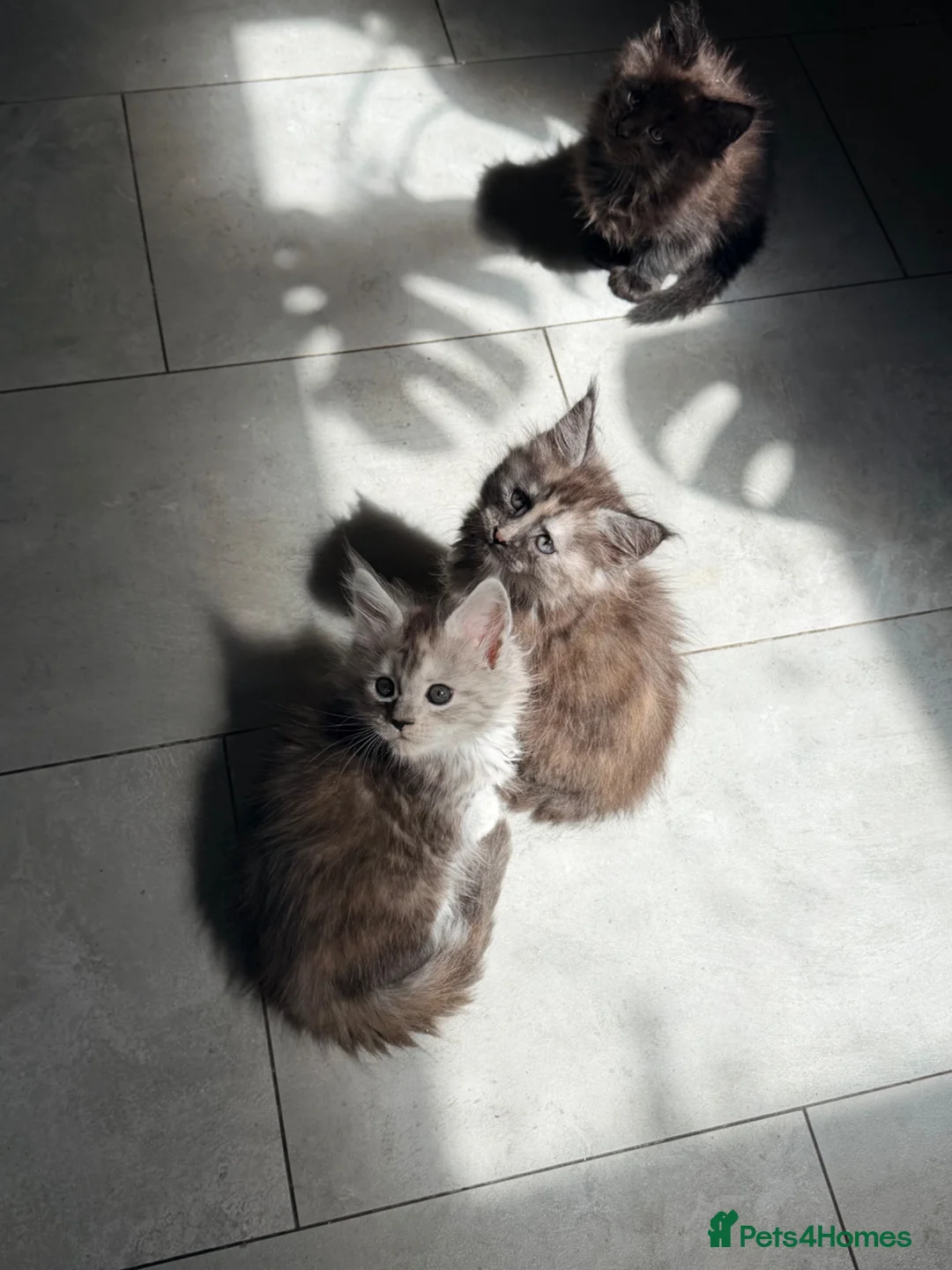 Maine Coon cats for sale: ❤️ Beautiful Maine Coon XL TICA Kittens ❤️ - Advert 1