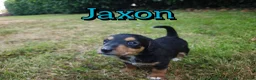 Mixed Breed dogs for sale: Loving Parsons Russell Cross Puppies  - Advert 29