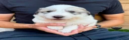 Pyrenean Mountain Dog dogs for sale: ONLY 1 Pyrenean Mountain Dog Puppies left 💙💛💙💛 - Advert 23