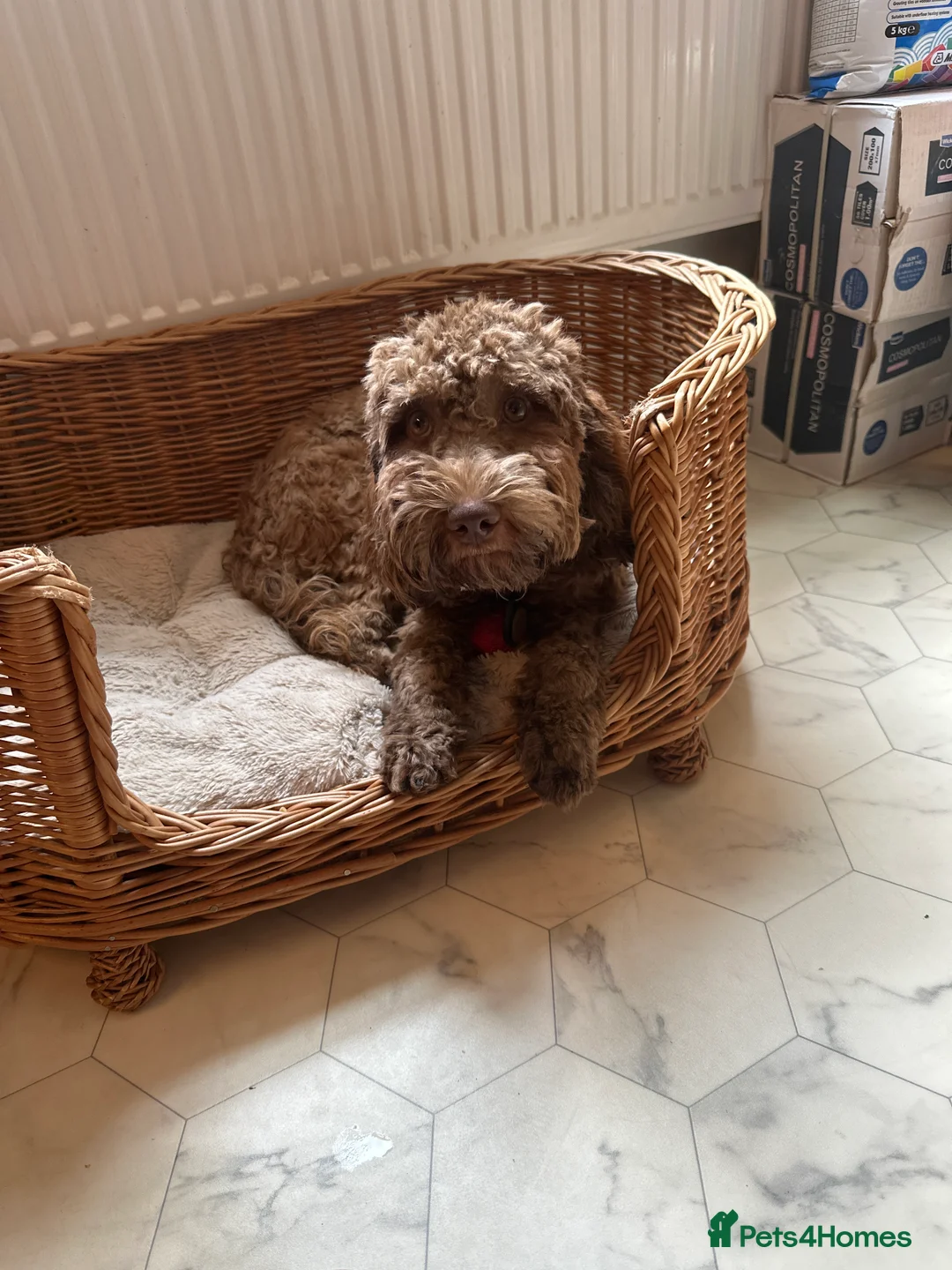 Cockapoo dogs for sale: Cockapoo girl for sale  - Advert 4