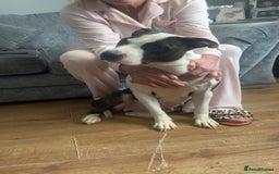 Mixed Breed dogs for sale: Narla - Image 6
