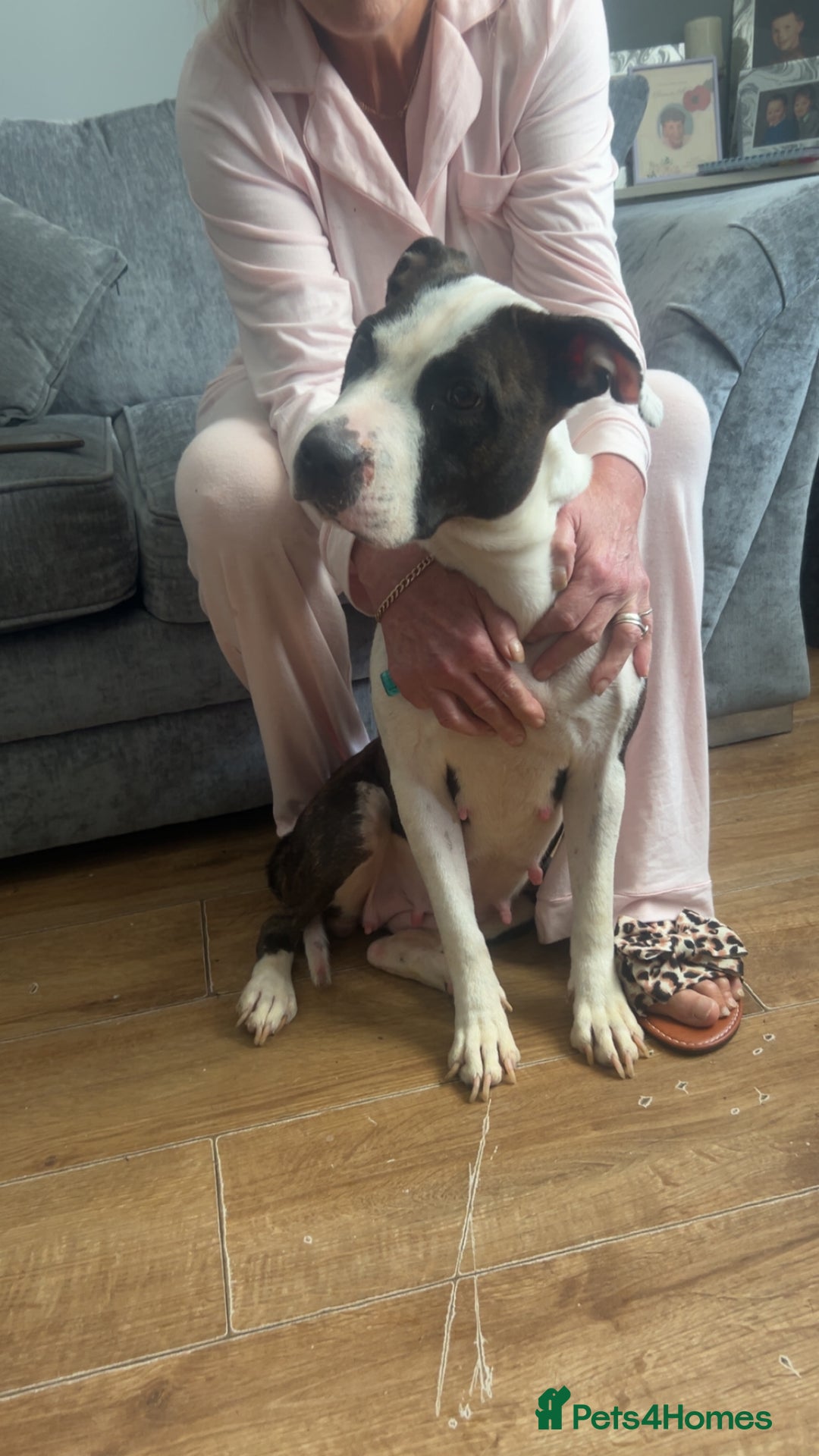 Mixed Breed dogs for sale: Narla - Image 6
