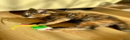 Mixed Breed cats for sale: 4 Fluffy kittens are ready to go  - Advert 10