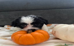 Mixed Breed dogs for sale: Maltese cross La Chon puppies  - Image 12