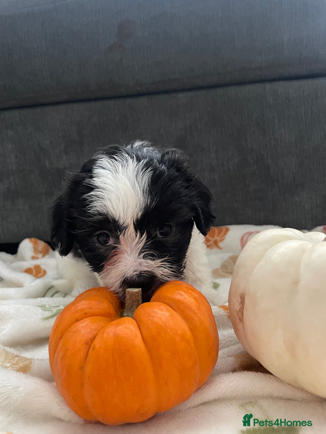 Mixed Breed dogs for sale: Maltese cross La Chon puppies  - Image 12