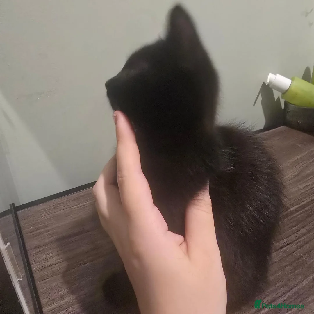 Mixed Breed cats for sale: 4 Gorgeous Kittens ( Price Varies)  - Advert 16