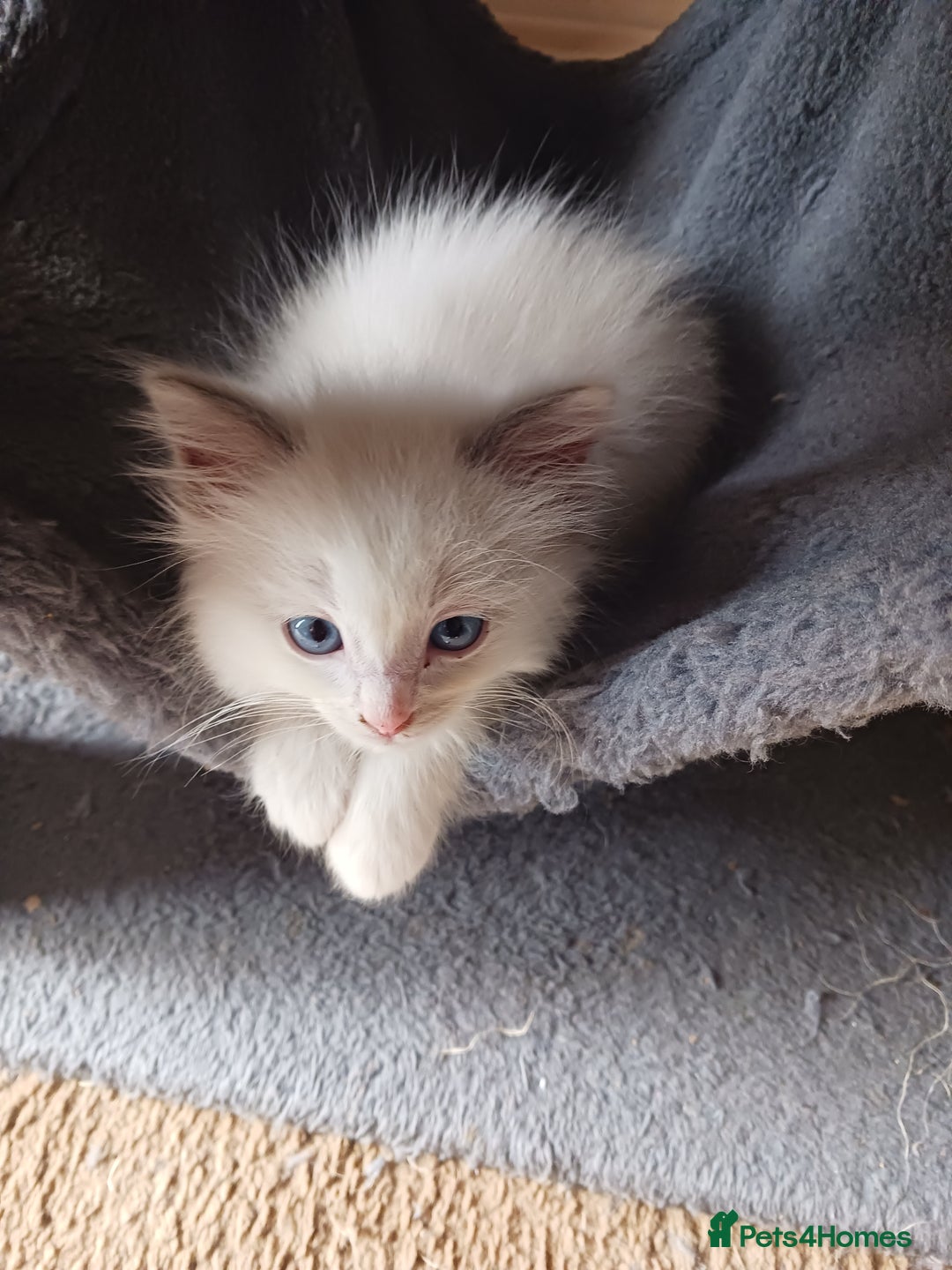 Ragdoll cats for sale: CUTE RAGDOLL KITTENS  - Image 11